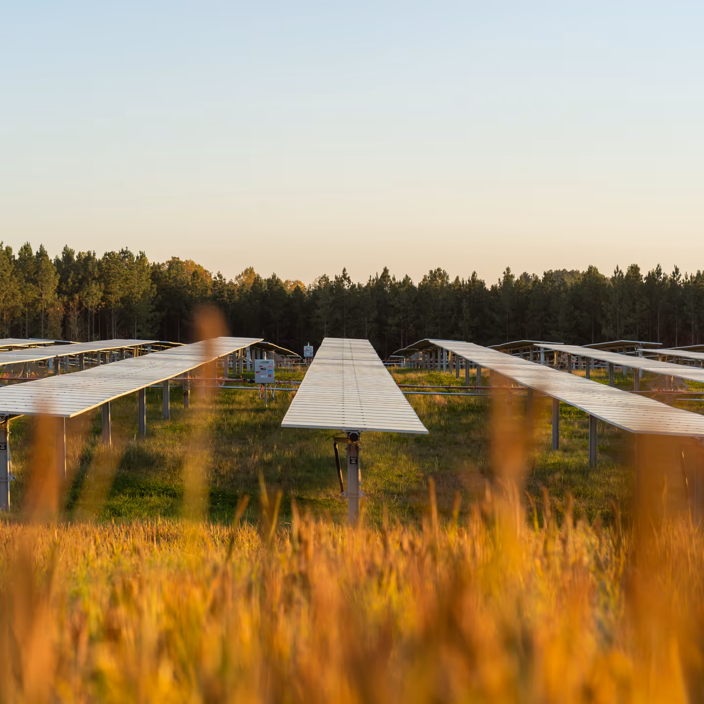 Rows of solar panels installed on metal frames above a grassy field with a forest in the background during sunset.